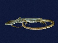 Green Spotted Grass Lizard Collection Image, Figure 5, Total 8 Figures